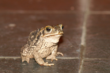 Toad